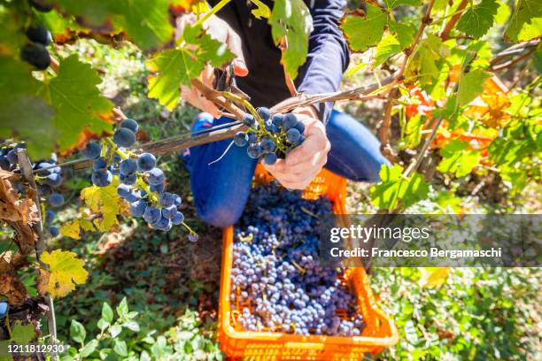 human hands collect grape fruit from the tree for viniculture. valtellina, italy - vendimia fotografías e imágenes de stock