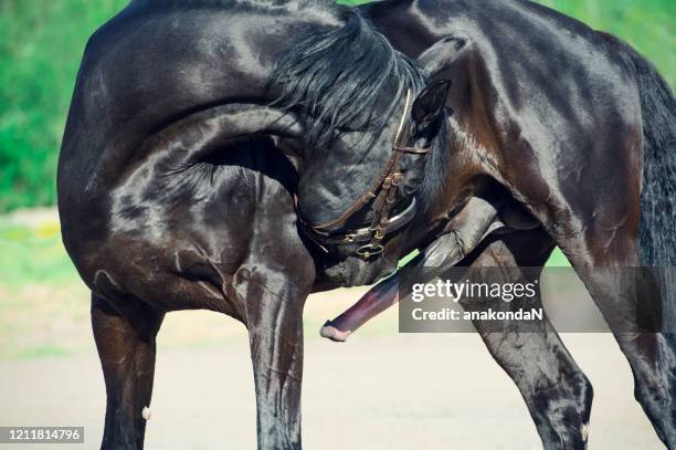 Penis Animal Photos and Premium High Res Pictures - Getty Images Penis Animal Photos and Premium High Res Pictures - Getty Images