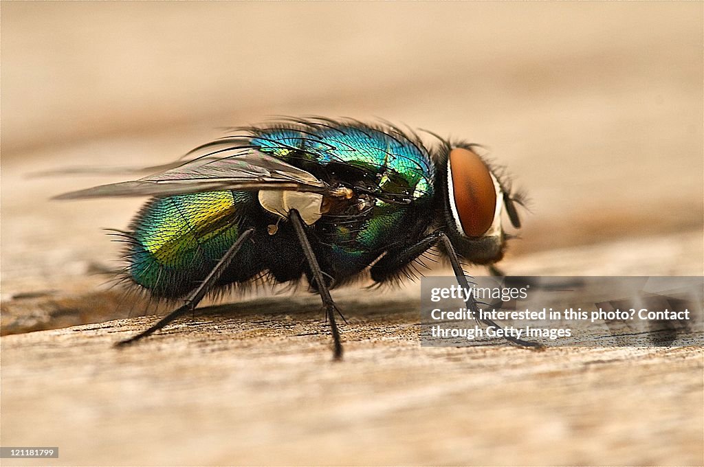 Fly Colored Multicolor Fly High-Res Stock Photo - Getty Images