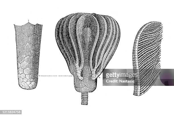 carboniferous fossils, platycrinus triacanthodactylus - chondrichthyes stock illustrations