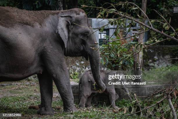 Sumatran elephant with her baby are seen eat inside their enclosure at Gembira Loka zoo closed for public to curb the spread of the coronavirus on...