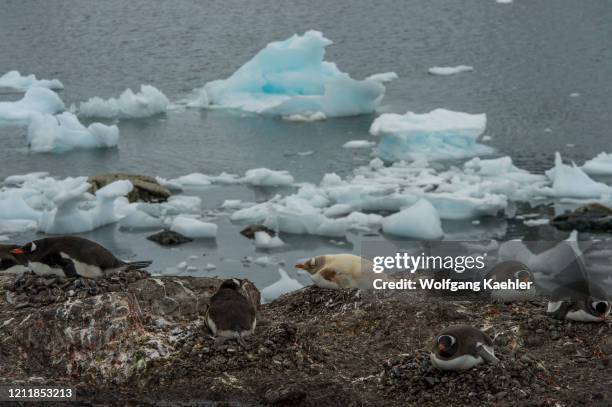 Leucistic Gentoo penguin nesting at the Chilean Station Gonzalez Videla, on the Antarctic mainlands Waterboat Point in Paradise Bay, which is named...