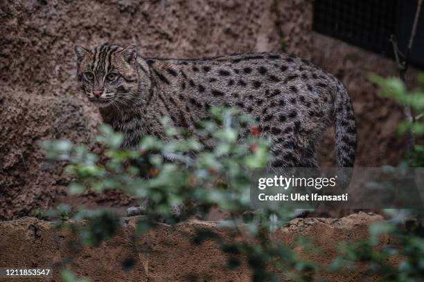 Fishing cat is seen inside its enclosure at Gembira Loka zoo closed for public to curb the spread of the coronavirus on May 5, 2020 in Yogyakarta,...