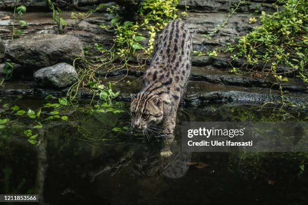 Fishing cat is seen inside its enclosure at Gembira Loka zoo closed for public to curb the spread of the coronavirus on May 5, 2020 in Yogyakarta,...