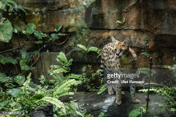Serval is seen inside its enclosure at Gembira Loka zoo closed for public to curb the spread of the coronavirus on May 5, 2020 in Yogyakarta,...