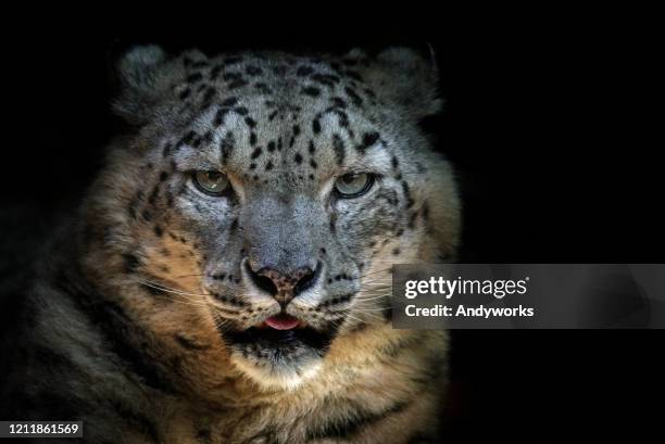 leopardo de las nieves - snow leopard fotografías e imágenes de stock