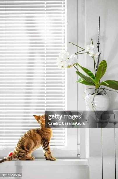 playful devon rex kitten wants to play with houseplants on window sill - stock photo - naughty pet stock pictures, royalty-free photos & images