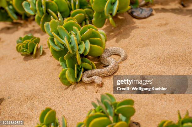 149 Namibian Snakes Stock Photos, High-Res Pictures, and Images - Getty ...