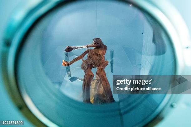 May 2020, Saxony-Anhalt, Magdeburg: A replica of the Stone Age man "Ötzi", who was discovered in the Ötztal Alps in 1991, can be found in the Museum...