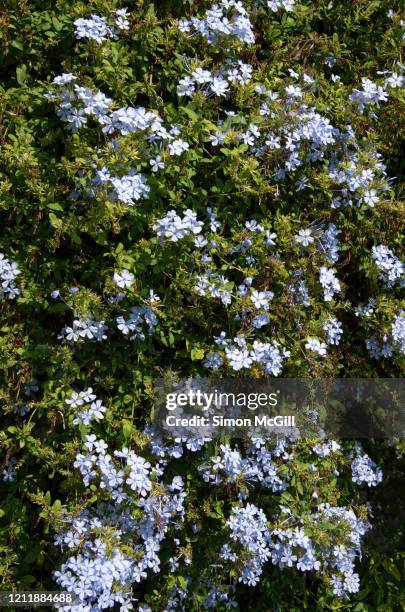 plumbago auriculata (commonly known as blue plumbago, cape plumbago or cape leadwort) in bloom over a wall - plumbago stock pictures, royalty-free photos & images