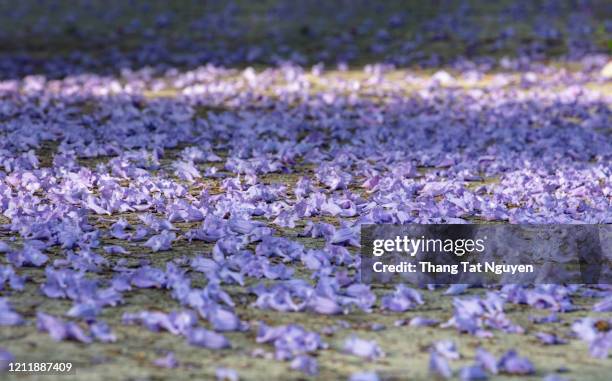 jacaranda flower on floor - jacaranda stock pictures, royalty-free photos & images