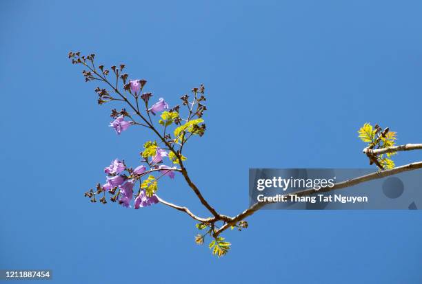 branch of jacaranda flower on blue sky - ジャカランダの木 ストックフォトと画像