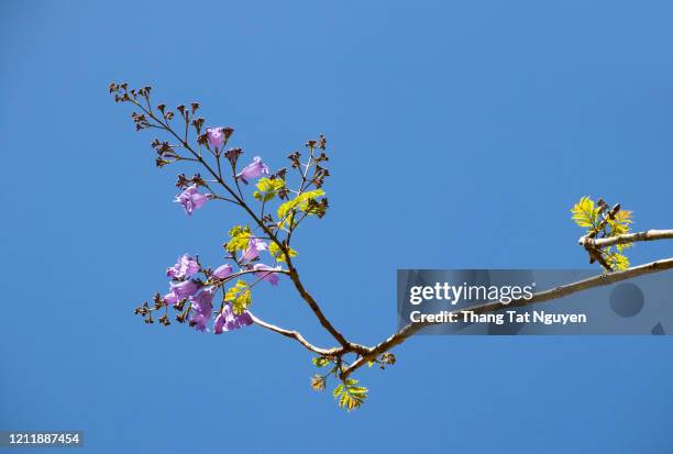 branch of jacaranda flower on blue sky - jacaranda tree stock pictures, royalty-free photos & images