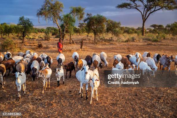young masai boy hearding goats, kenya, africa - black goat stock pictures, royalty-free photos & images