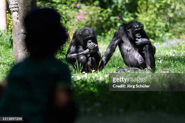 Chimpanzees are seen during the reopening of Cologne's zoo during the coronavirus crisis on May 5, 2020 in Cologne, Germany. Germany is relaxing its...