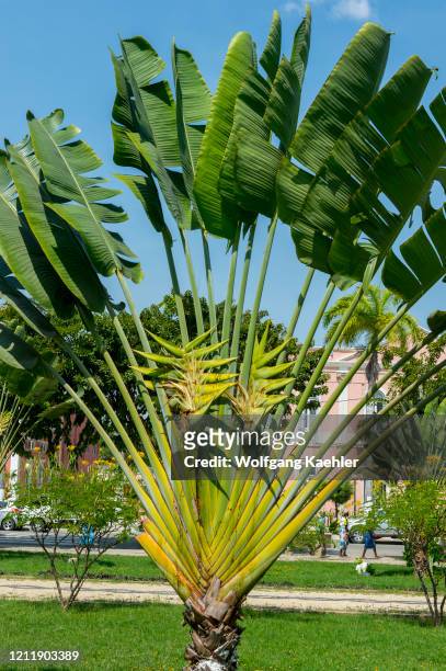 Travelers Palm Tree in Garden of Benguela. They are not a true palm trees , but a member of the bird-of-paradise family.