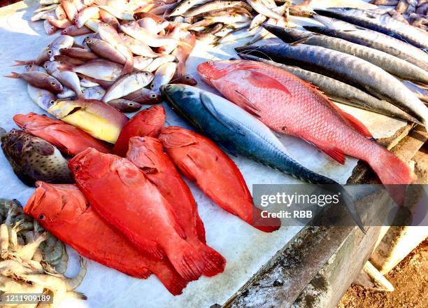 colorful fishes on marina beach market - east india company fotografías e imágenes de stock