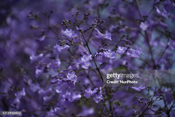 Jacaranda flower trees blooming seen around Tudikhel at Kathmandu, welcoming spring season in Nepal on Tuesday, May 05, 2020.