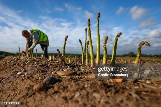 Seasonal foreign farm worker harvests asparagus at Woodhouse Farm, a unit of Sandfield Farms Ltd., in Hurcott, U.K., on Tuesday, May 5, 2020. Fresh...