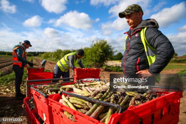 Freshly cut asparagus sits in crates after being harvested by seasonal foreign farm workers at Woodhouse Farm, a unit of Sandfield Farms Ltd., in...