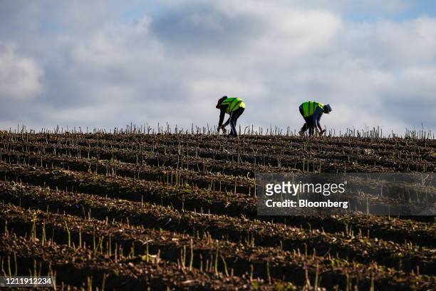 Seasonal foreign farm workers harvest asparagus at Woodhouse Farm, a unit of Sandfield Farms Ltd., in Hurcott, U.K., on Tuesday, May 5, 2020. Fresh...
