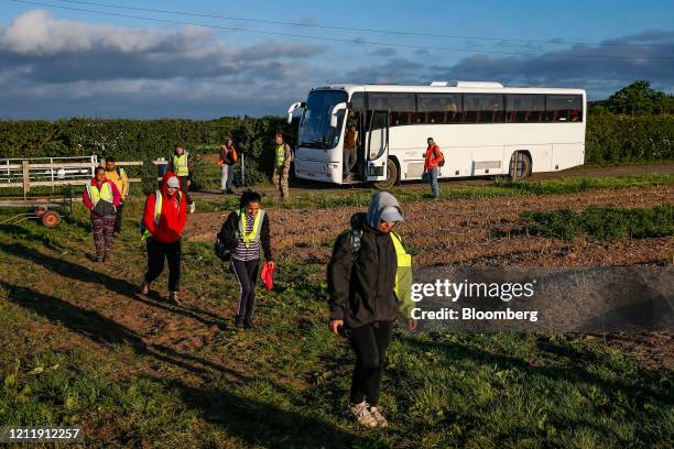 Seasonal foreign farm workers arrive to harvest asparagus at Woodhouse Farm, a unit of Sandfield Farms Ltd., in Hurcott, U.K., on Tuesday, May 5,...