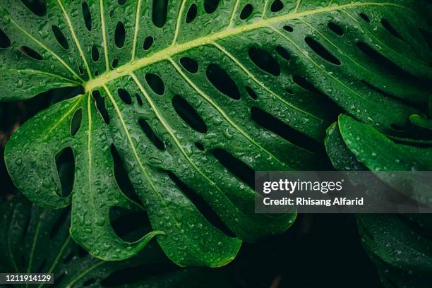 monstera deliciosa plant - cheese plant stock pictures, royalty-free photos & images