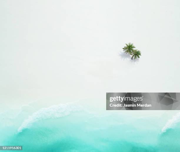 palm trees on the sandy beach and turquoise ocean from above - elysium photos et images de collection