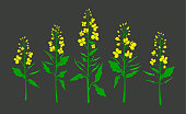 Canola, mustard. Vector color plant. Organic set