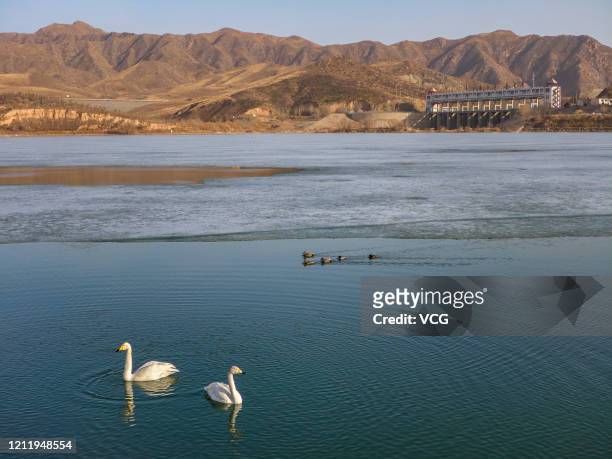 Swans and some other migratory birds swim at Hondlon reservoir on March 11, 2020 in Baotou, Inner Mongolia Autonomous Region of China.