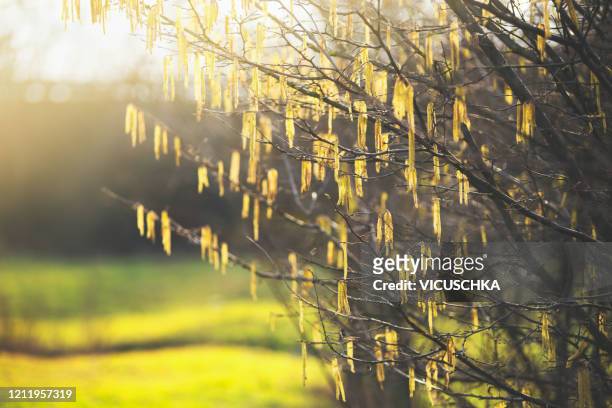 spring nature background with amazing alder catkin blooming - alder tree stock pictures, royalty-free photos & images