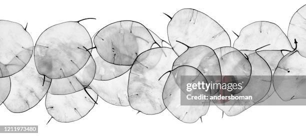 honesty plant silver dollar lunaria annua on white background - black white floral wallpaper stock pictures, royalty-free photos & images