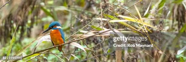 kingfisher stand on the bare branch at the river - planta de agua fotografías e imágenes de stock