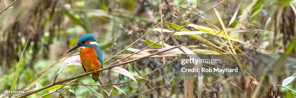 Kingfisher stand on the bare branch at the river