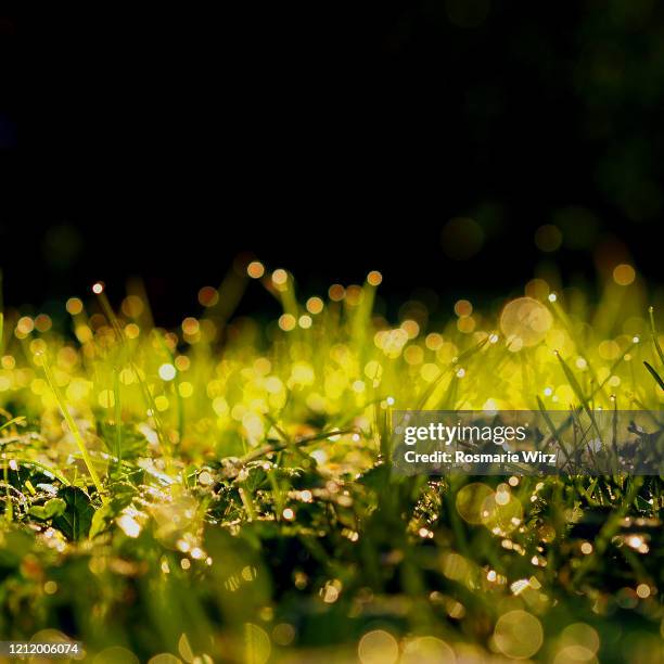 dew-covered grass blades: natural pattern - blades of grass foto e immagini stock