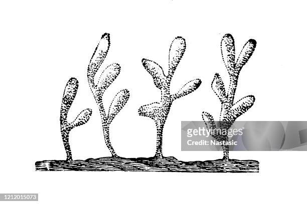 clathrina coriacea ist eine art aus der familie der kalkschwamme (clathrinidae). - clathrina stock-grafiken, -clipart, -cartoons und -symbole