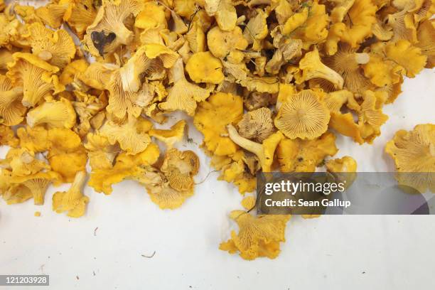 Chanterelle mushrooms lie on a table during a free mushroom counseling service offered by the Botanisches Museum on August 15, 2011 in Berlin,...