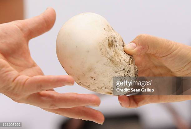 Visitors pass around a giant puffball during a free mushroom counseling service offered by the Botanisches Museum on August 15, 2011 in Berlin,...