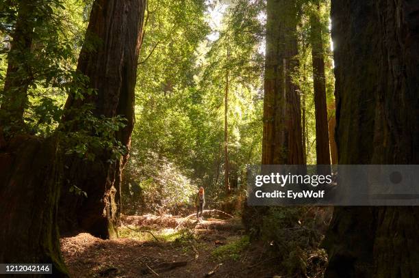 wide shot of a woman standing among old growth redwood trees. - giant sequoia stock-fotos und bilder