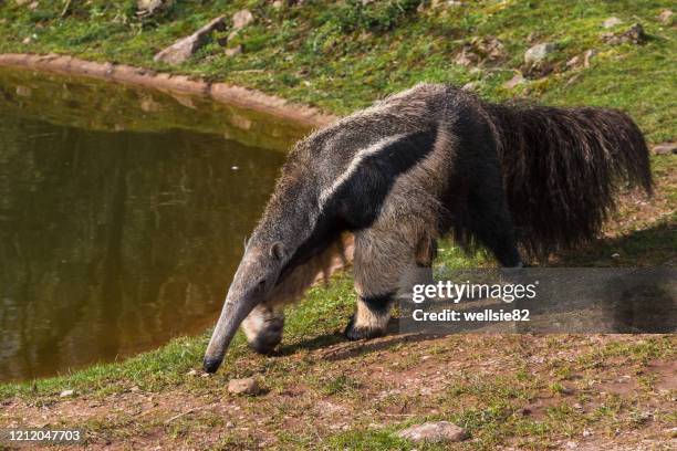 giant anteater prowling - aardvark nose stock pictures, royalty-free photos & images