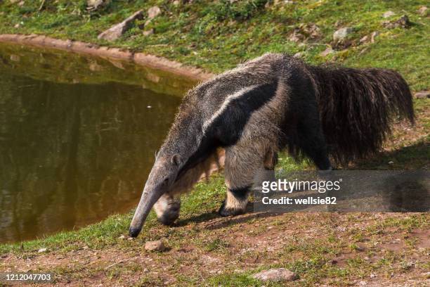 giant anteater prowling - porco formigueiro imagens e fotografias de stock