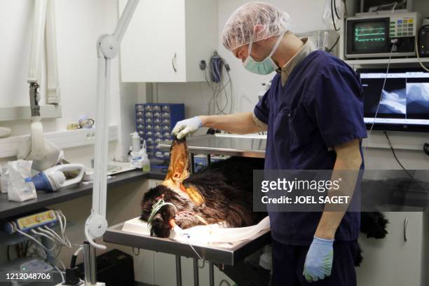 Un vétérinaire examine un chien sur une table? le 30 novembre 2010 à la clinique Advetia à Paris. Dans la salle d'attente, la chatte Tundra patiente...
