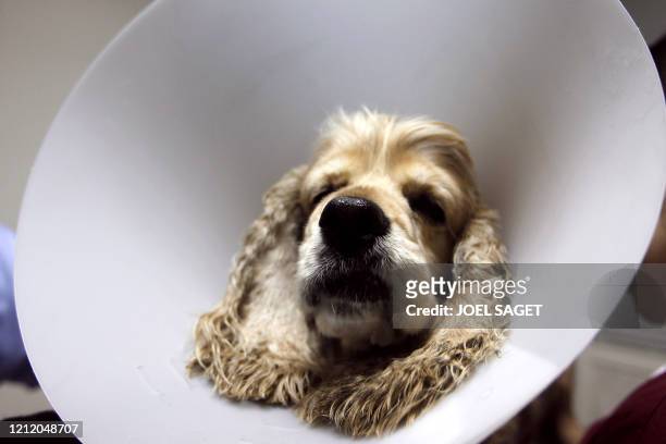 Un chien porte une collerette après une opération, le 30 novembre 2010 à Paris dans la clinique Advetia. Dans la salle d'attente, la chatte Tundra...