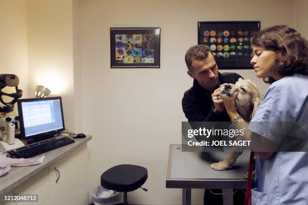 Un vétérinaire spécialisé en ophtalmologie, examine l'oeil d'un chien, le 30 novembre 2010 à la clinique Advetia à Paris. Dans la salle d'attente, la...