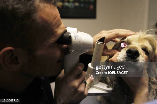 Un vétérinaire spécialisé en ophtalmologie, examine l'oeil d'un chien, le 30 novembre 2010 à la clinique Advetia à Paris. Dans la salle d'attente, la...