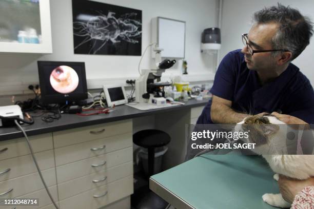 Une vétérinaire fait passer un examen à un chat sur une table de réveil, le 30 novembre 2010 à la clinique Advetia à Paris. Dans la salle d'attente,...