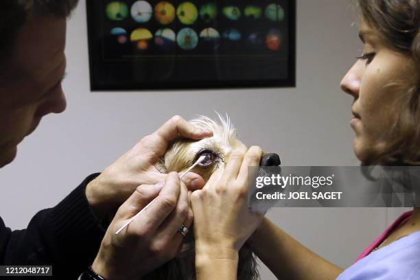 Un vétérinaire spécialisé en ophtalmologie, examine l'oeil d'un chien, le 30 novembre 2010 à la clinique Advetia à Paris. Dans la salle d'attente, la...