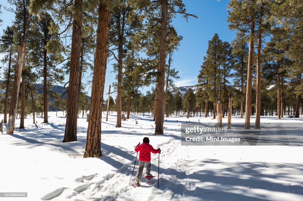 Rear view of young boy in a red jacket snow shoeing on a trail through trees.