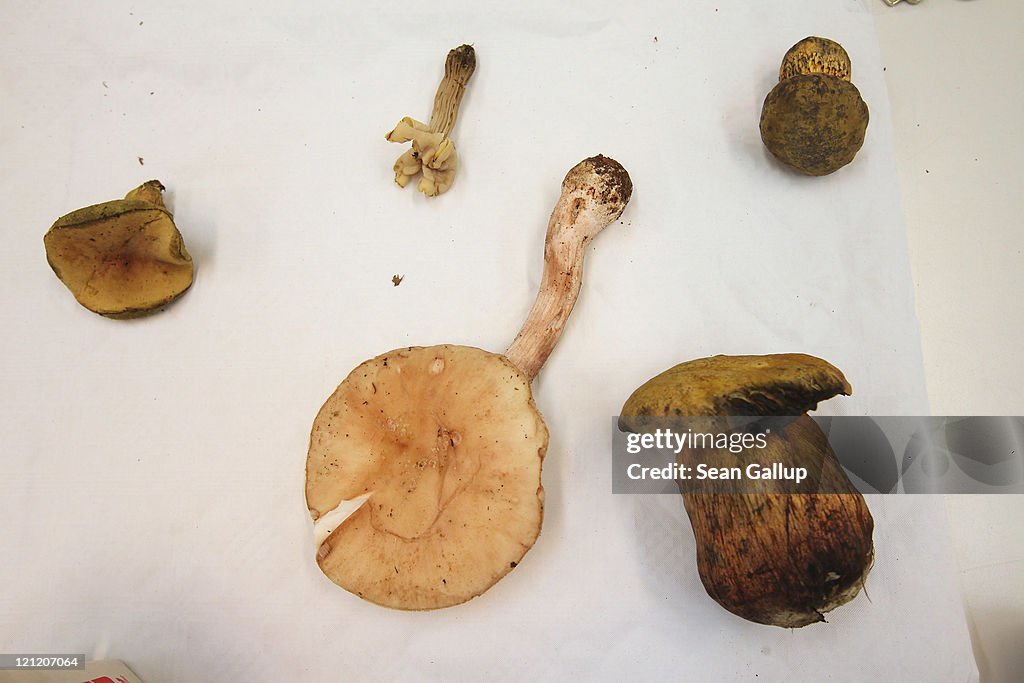 Mushrooms Thrive In Wet German Summer