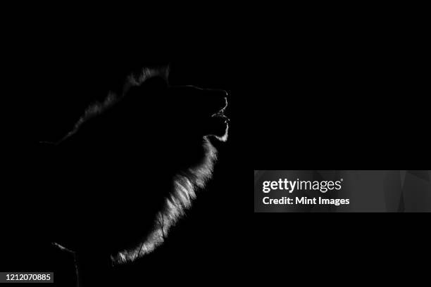 the side profile of a male lion, panthera leo, lit up by spotlight at night, mouth open - face and profile and mouth open stock pictures, royalty-free photos & images